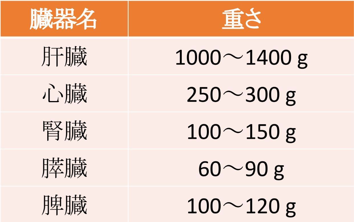 各臓器の重さ|大阪福島区玉川の内科クリニック
